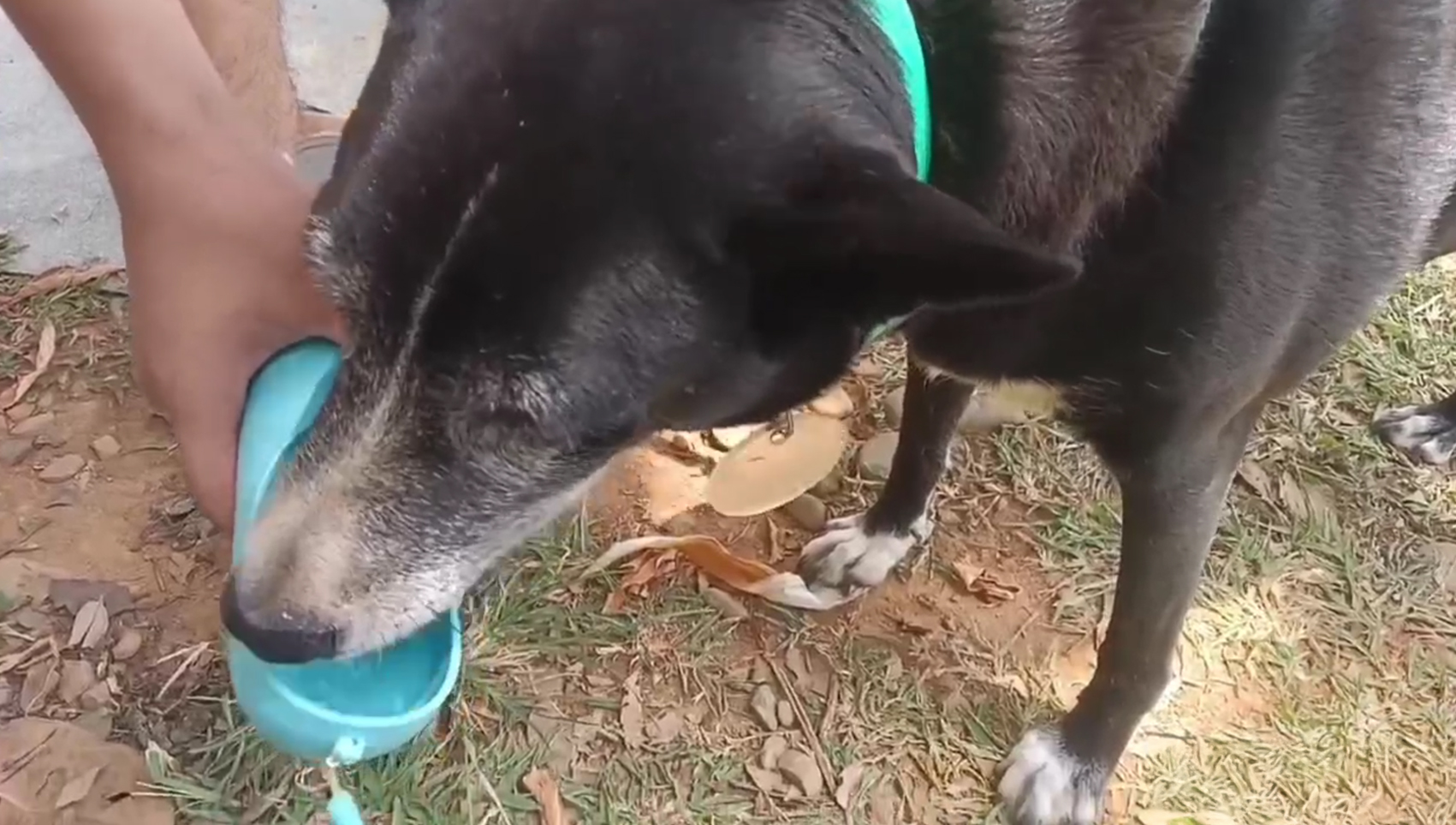 愛動物 x 莎白試用水壺