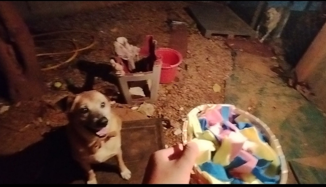 愛動物 x 狗狗玩具