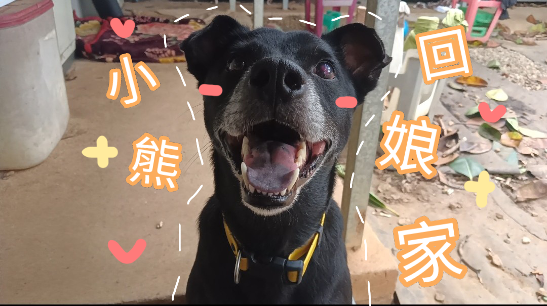 愛動物 x 小熊回娘家