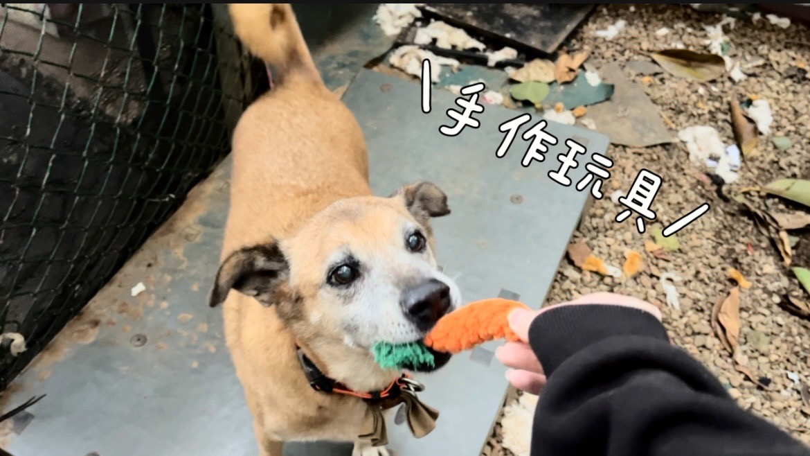 愛動物 x 手做玩具