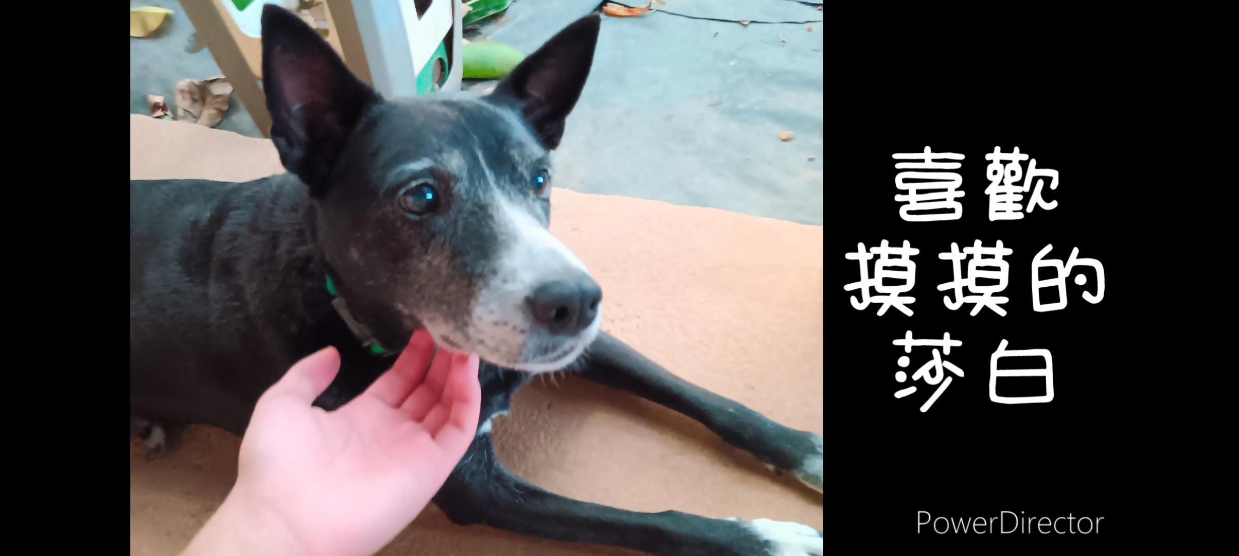 愛動物 x 喜歡摸摸的莎白
