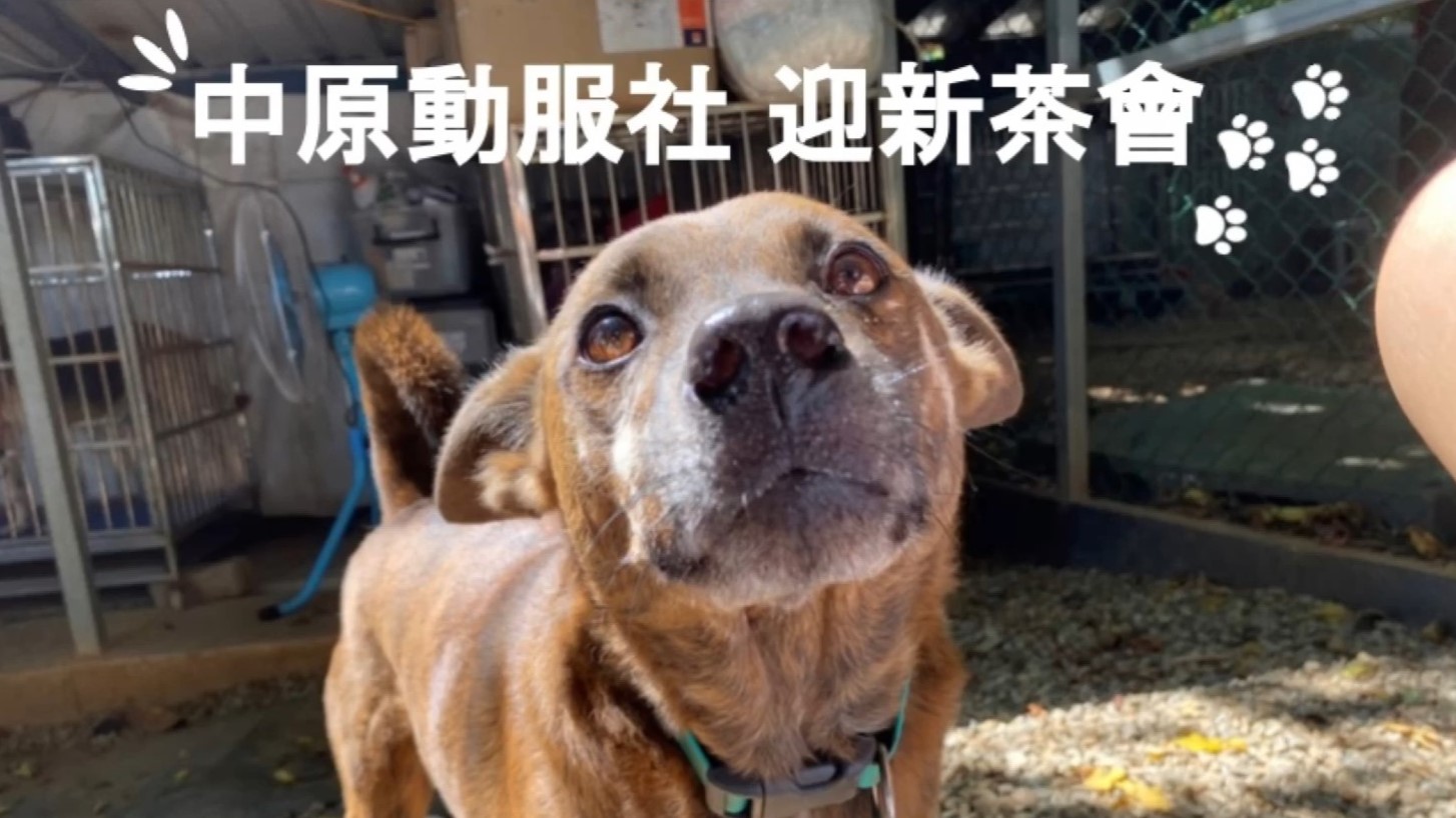 愛動物 x 動保觀念的倡導，是所有人的義務