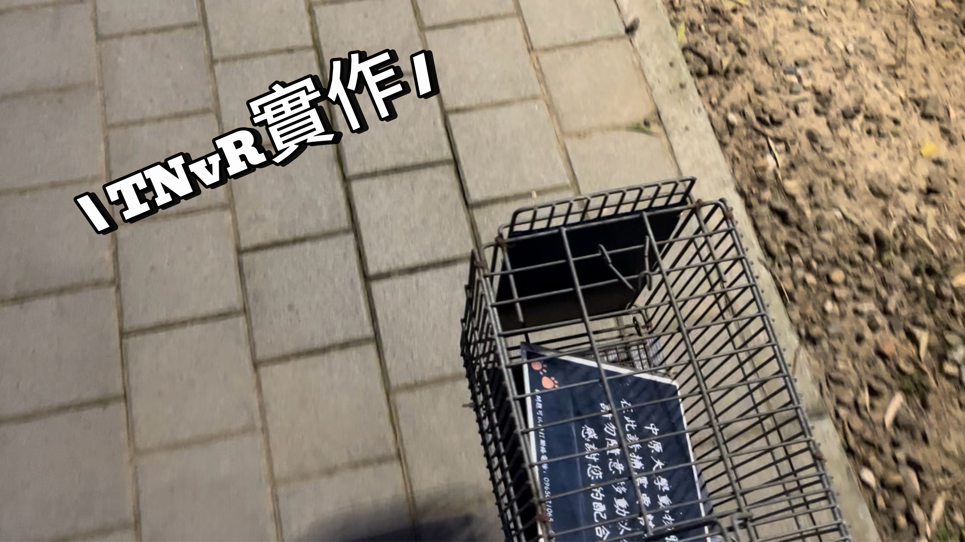 愛動物 x TNvR實作