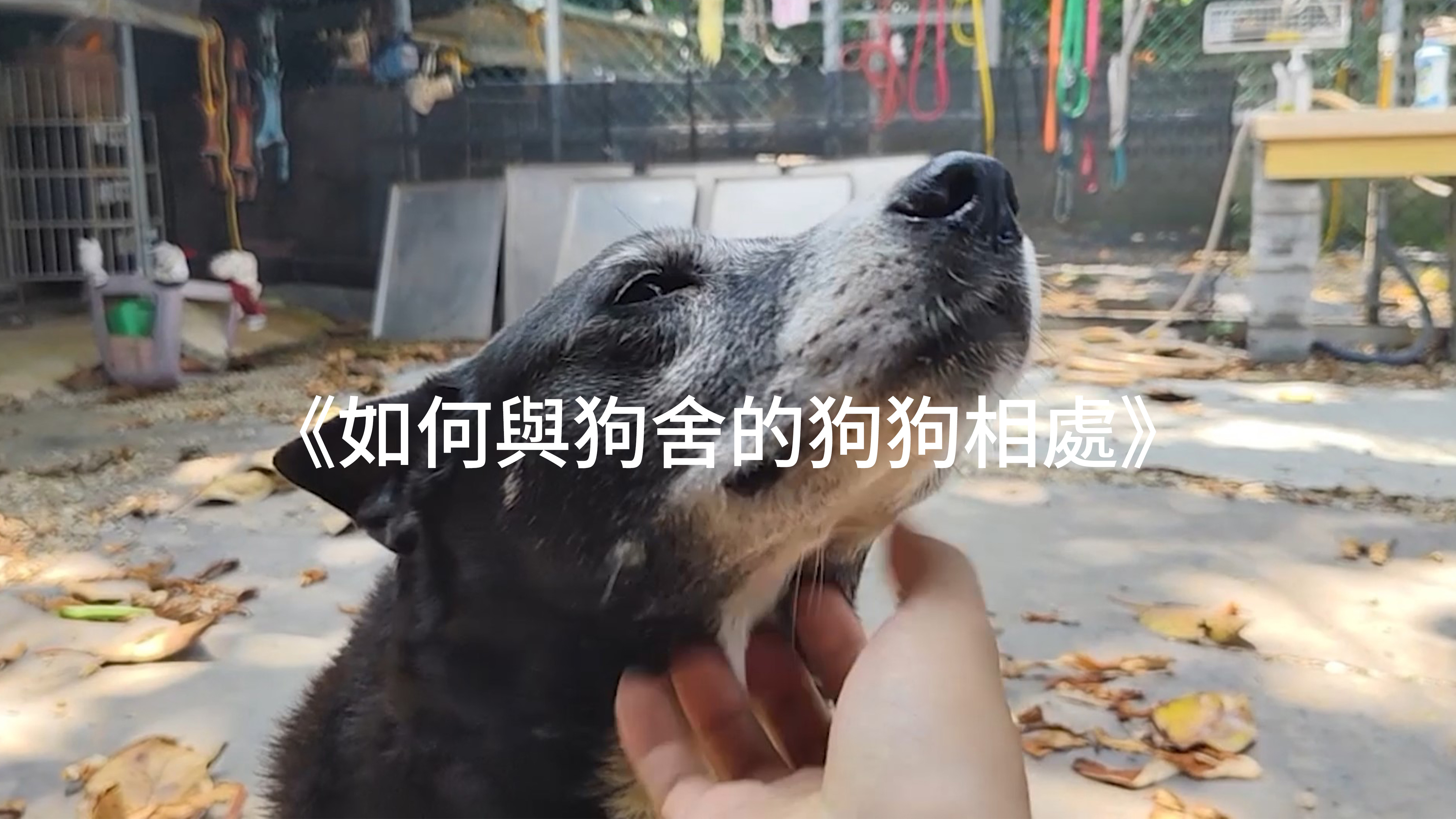 愛動物 x 如何和狗舍狗狗相處