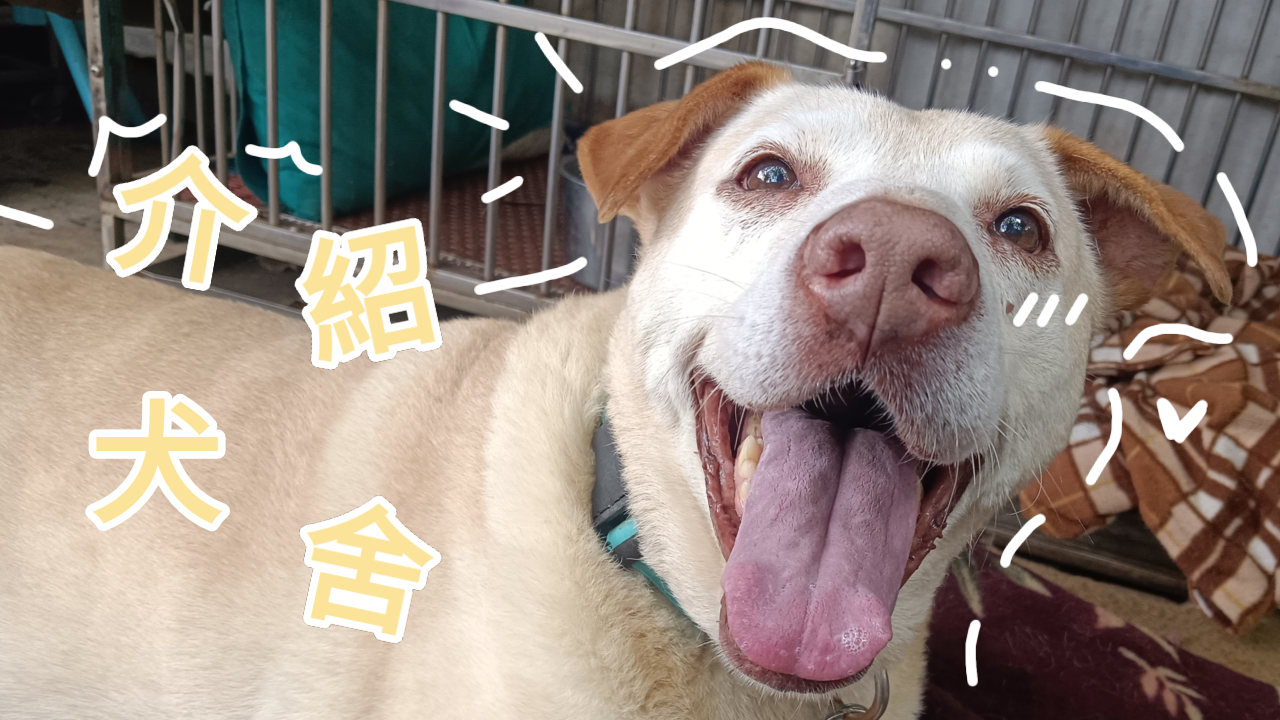 愛動物 x 犬舍介紹