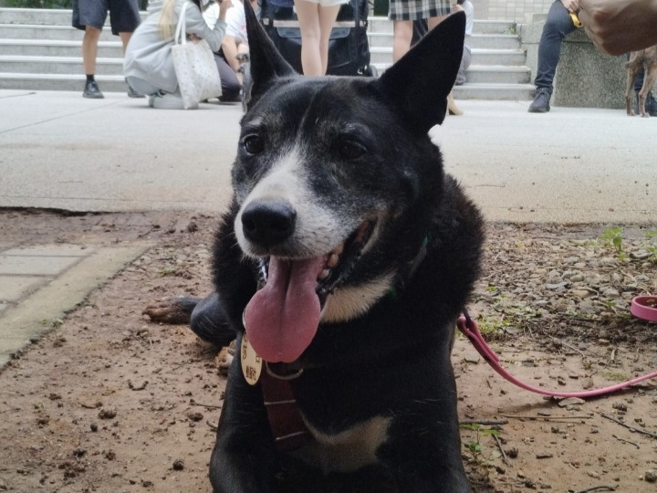 愛動物 x 你家狗勾是不是超愛坐在你腳上？