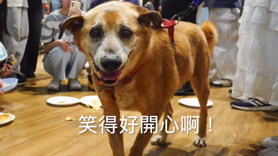 愛動物 x 鬆餅DIY