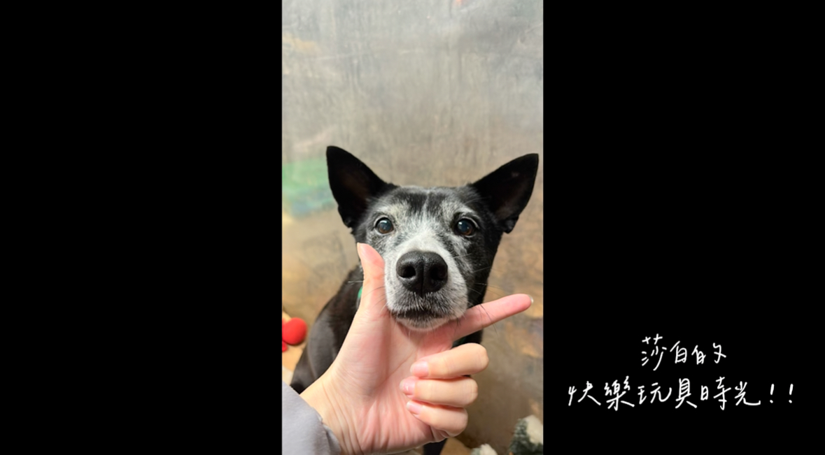 愛動物 x 莎白的快樂玩具時光